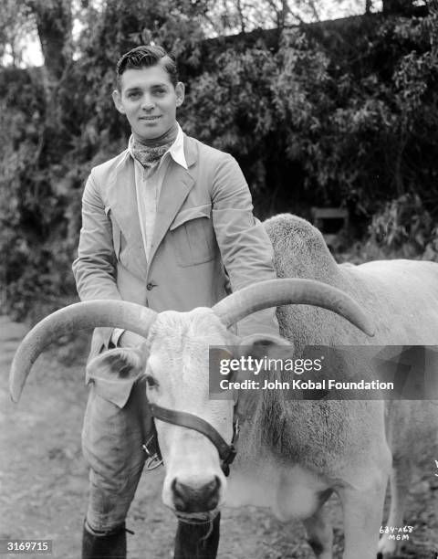 American actor Clark Gable with a water buffalo during a break in the filming of 'Red Dust'.