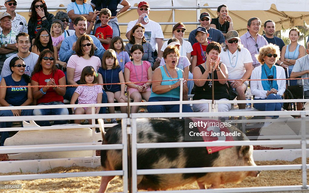 Pig race at the Miami-Dade Country Fair.