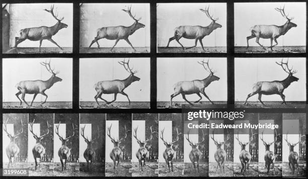 Sequence of stop-action images of a stag with large antlers galloping, taken from two different perspectives. Titled 'Elk in Irregular Gallop .'...