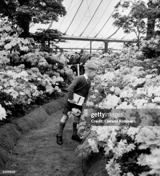 Youngster enjoys the flowers at The Chelsea Flower Show.