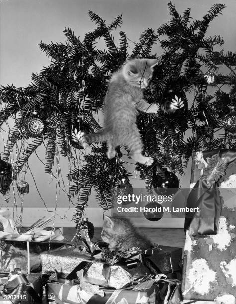 Kitten hangs from a fallen Christmas tree while another sits in the wrapping of the presents below.
