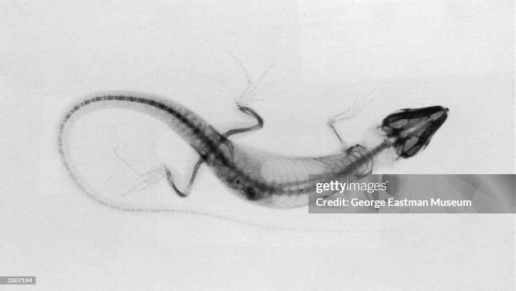 Full-length overhead X-Ray view of a lizard, showing its skull,... News ...
