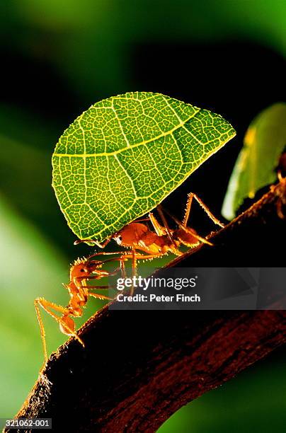 leaf cutter ants (atta sp.) carrying section of leaf - ant close up stock pictures, royalty-free photos & images