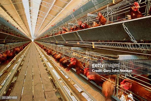 battery farming, rows of battery chickens - direitos dos animais imagens e fotografias de stock