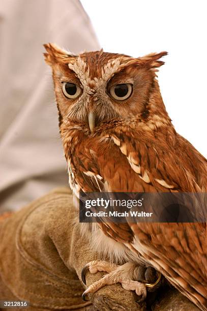 An owl poses for a picture at the Blackwater National Wildlife Refuge's "Eagle Festival", March 13, 2004 in Cambridge, Maryland. Blackwater National...