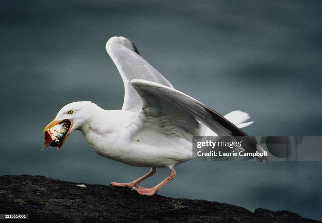 Herring gull perched on rock,eating fish's head, wings spread