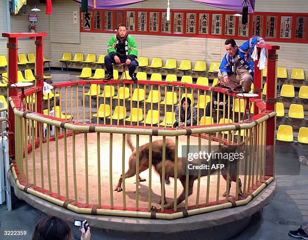 Two Tosa dogs fight in a ring at the Tosa Dog fighting Centre in Japan's southwest city of Kochi, 03 March 2004. Japan's fearsome fighting dog, is at...