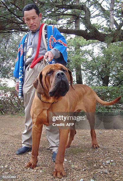 Tomi, a Tosa fighting dog crowned grand-champion of national tournament, stands nexts to Hiroshi Yamaguchi, a 48-year-old trainer at Tosa Dog...