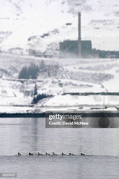 Murres gather in front of the Valdez Terminal at the end of the 800-mile-long Tran-Alaska Pipeline, on April 6 near Valdez, Alaska. Murres are dying...