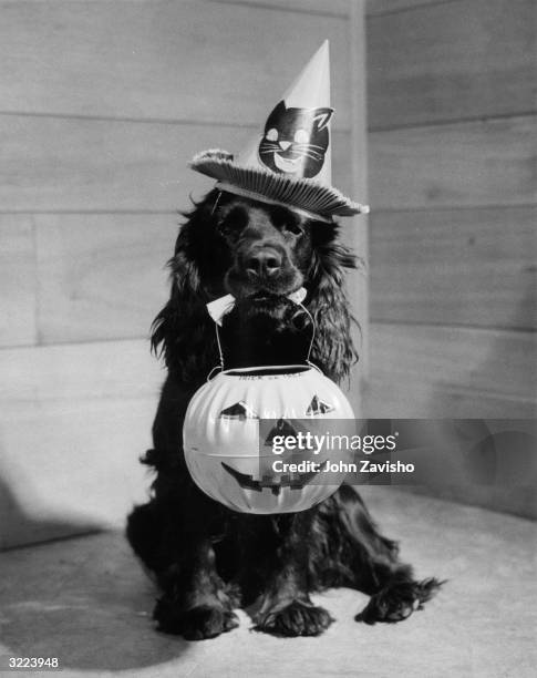 Black puppy in a Halloween hat holds a plastic jack o' lantern bucket in his mouth.