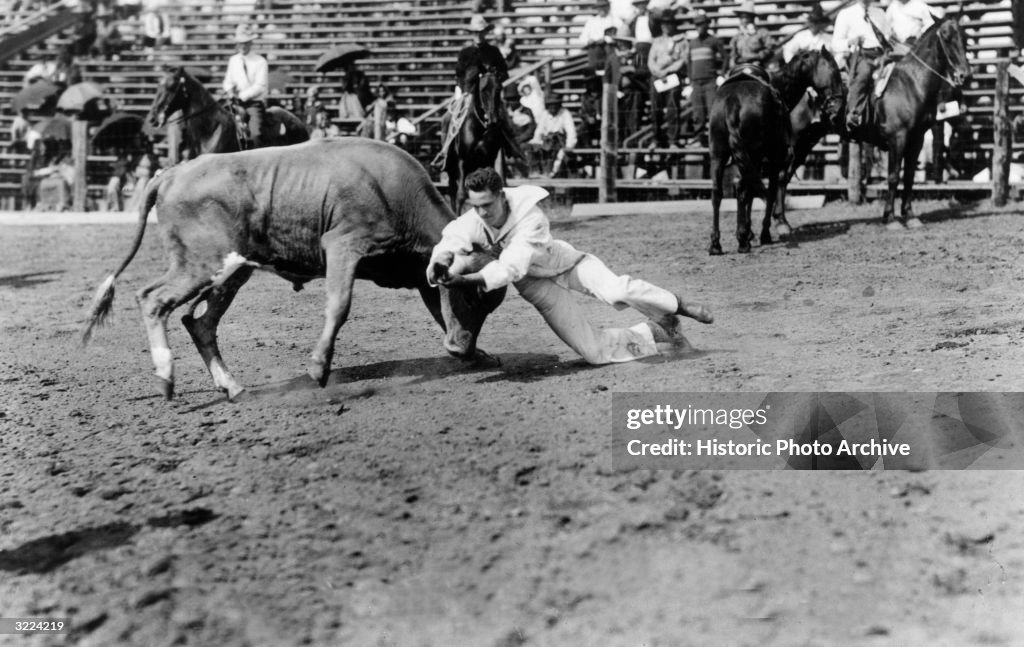 Bulldogging Full-length image of rodeo performer Yakima Canutt wrestling a steer ...