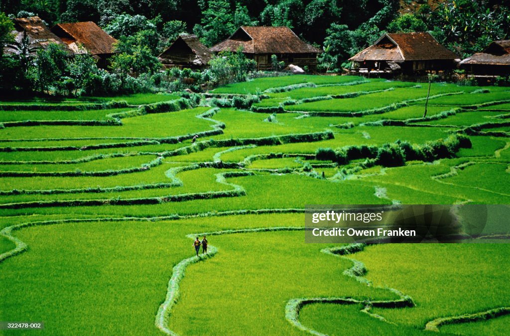 Vietnam, Son La Province, native workers in field, aerial view
