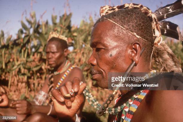Zulu warrior holding his beaded necklace while wearing a large decorative 'earplug' pierced through his earlobe, Zululand, South Africa. The plug is...
