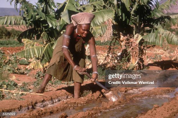 Full-length image of a Zulu woman irrigating her vegetable garden, Zululand, South Africa.