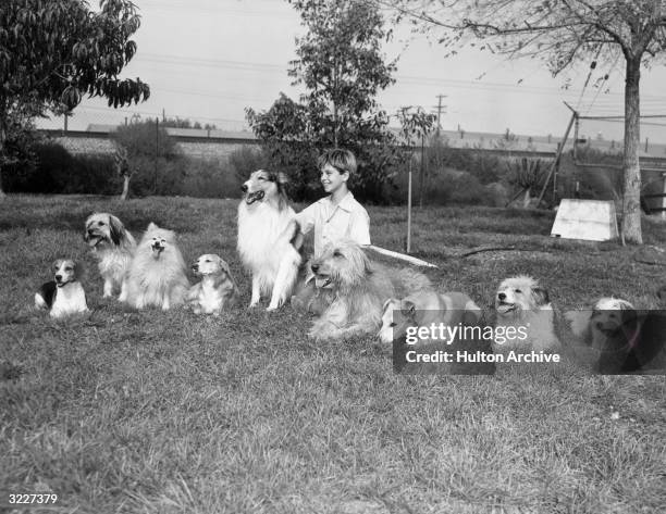 American actor Tommy Rettig smiles as he kneels on the grass with his television costar, the collie dog Lassie, and a line of other dogs at a kennel...