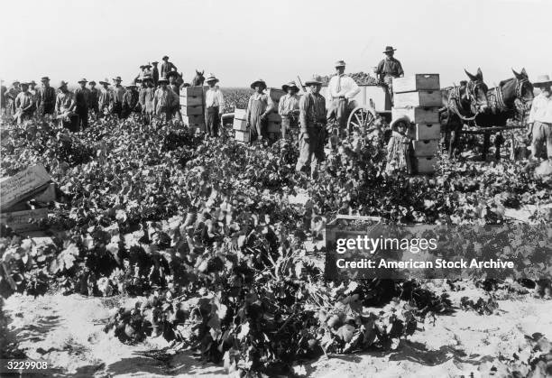 Asian and Latino workers pose in a field during the grape harvest at the Italian Vineyard Company, Southern California.