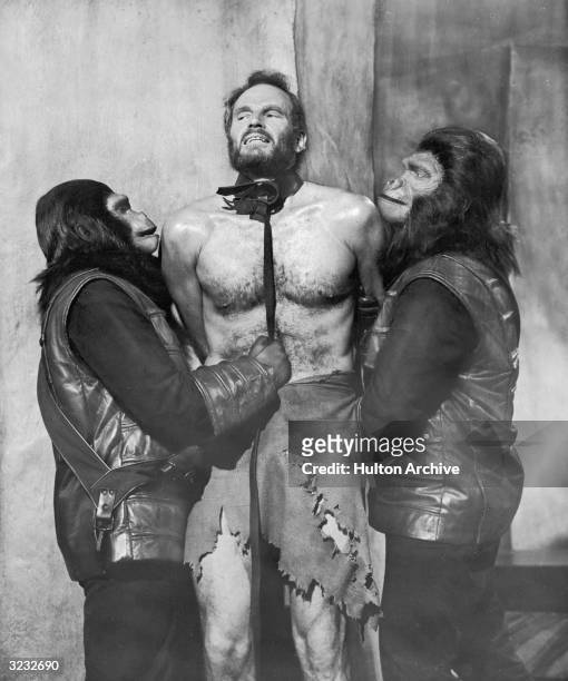 American actor Charlton Heston is restrained by a leash and collar by two actors playing apemen in a still from director Franklin Schaffner's film,...