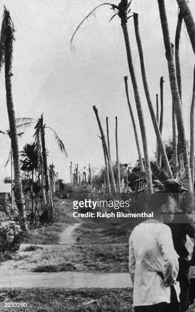 Vietnamese men stand on a path lined with bare palm trees in Binhtre, South Vietnam, after the area was sprayed with Agent Orange defoliant by the...