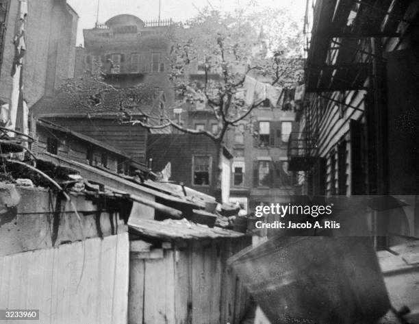 View of a mulberry tree behind an early Federal building, presumably the original dwelling in the area of the Mulberry Bend at 41 Mulberry Street,...