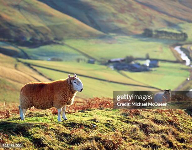 sheep on hillside above farm hamlet - cheviot hills stock-fotos und bilder