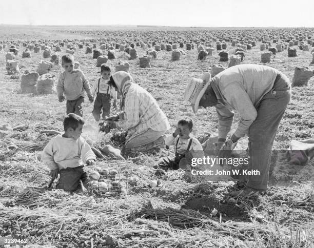 Mexican man and woman harvest onions on a farm with the help of four young boys, California, 1950s.