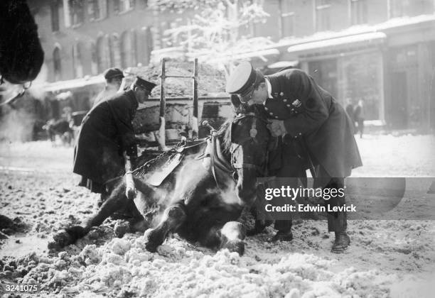 Policemen attempt to help up a horse that has collapsed due to heavy snow on the street, New York City.
