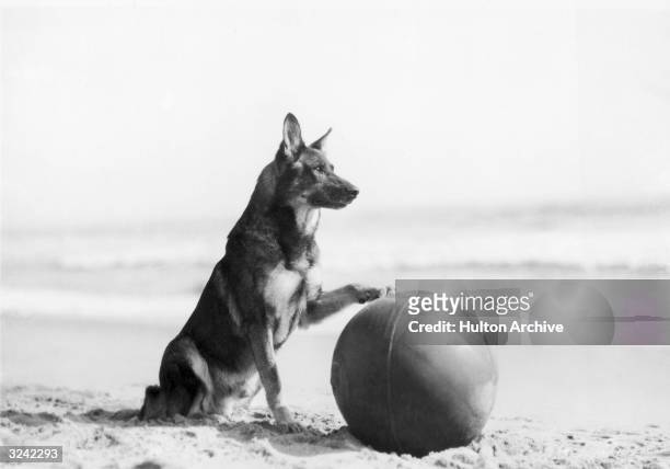 Portrait of animal star Rin Tin Tin , who was rescued from a German trench during WWI by an American soldier, sitting on a beach with his paw on a...