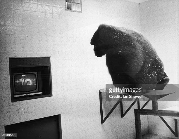 Bongo, a west African lowland gorilla, watches the BBC test-card on a colour television in his new luxury enclosure at Twycross Zoo in Warwickshire....