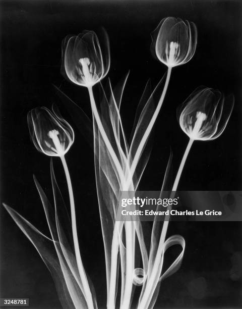 An X-ray photograph of tulip flowers.