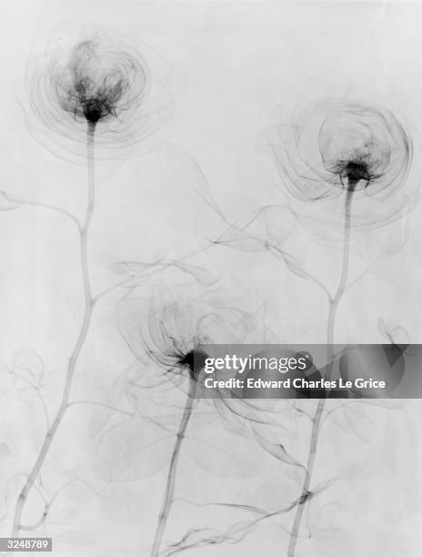 Close-up of three rose flowers seen under X-ray.