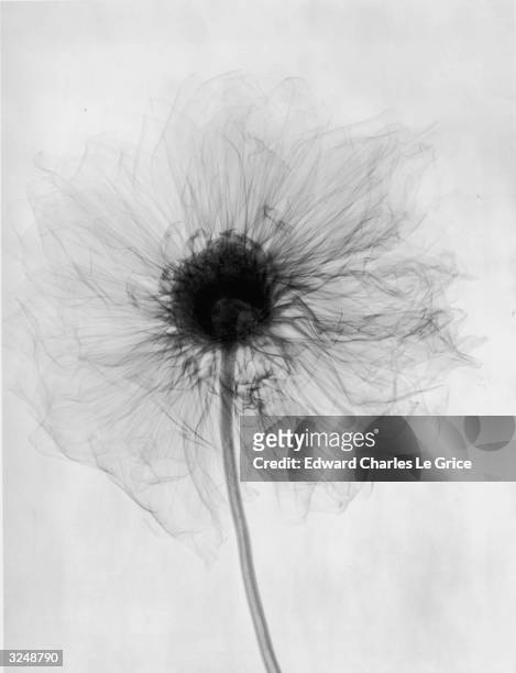 Close-up x-ray photograph of a dahlia flower.