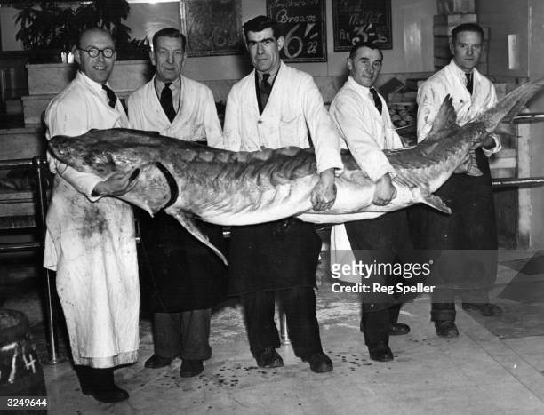 Pound sturgeon being carried into a fish store in Oxford Street.