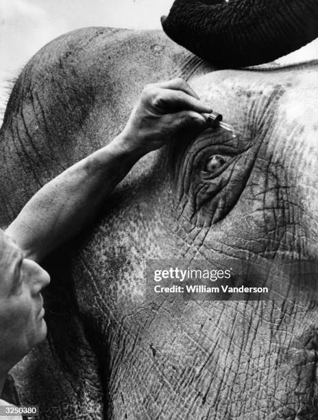Close-up of London Zoo keeper Buck Jones putting drops into 'Rusty' the elephant's eyes to keep them clean and free from infection.