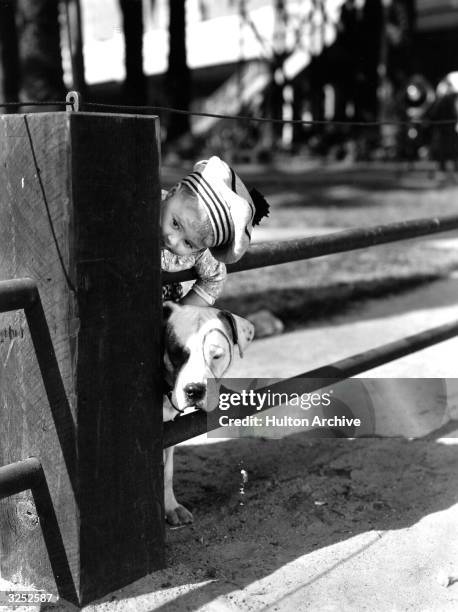 Spanky, youngest member of American children's film comedy group 'Our Gang', with his pal Pete the Pup.