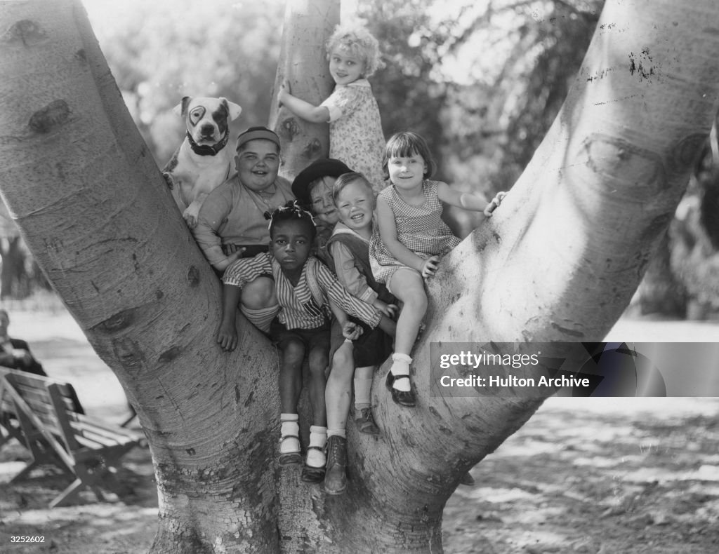 Tree Gang