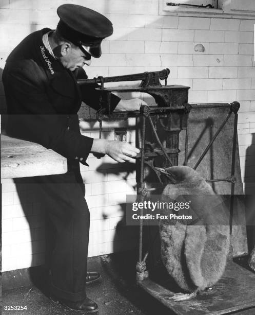 Keeper Herbert Jones weighs Prince, the baby King Penguin at London Zoo. At 13 weeks of age, Prince tips the scales at 28 pounds, and is in excellent...