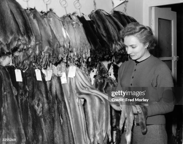 Diana Ingham-Rhodes inspecting the newest Sapphire Mink at the Fur Mart, held at the Royal Exchange, London.