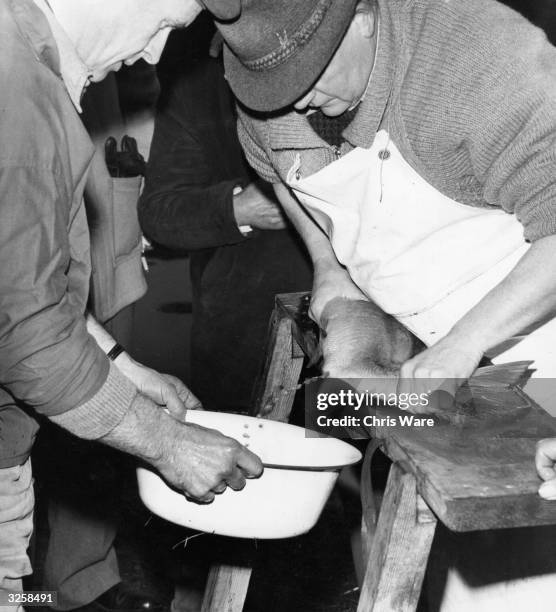 Officials of the Avon and Dorset River Board working at their artificial Salmon hatchery at Standlynch Mill, near Downton, Wiltshire. They are...