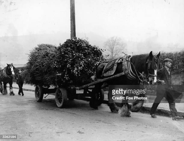 Horse drawn loads of Christmas trees and holly on the road at Whitchurch en route for Cardiff in Wales.
