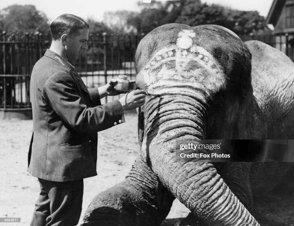 Coronation Elephant