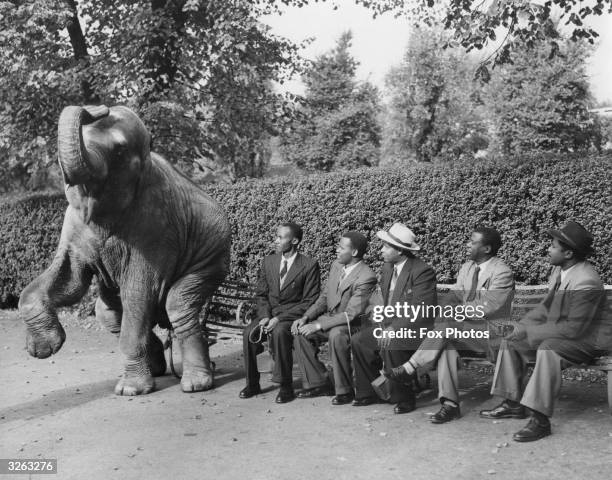 An elephant at the London Zoo, Regents Park, joining five African visitors for a rest on a bench.