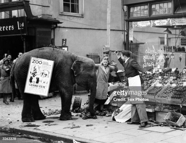 Rosie the elephant was walking down Epsom High Street with a placard on her back advertising a garden fete in aid of the Epsom and Ewell Cottage...