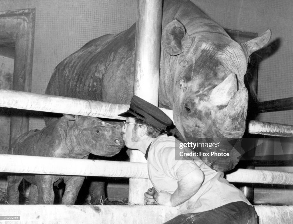 Baby Rhino