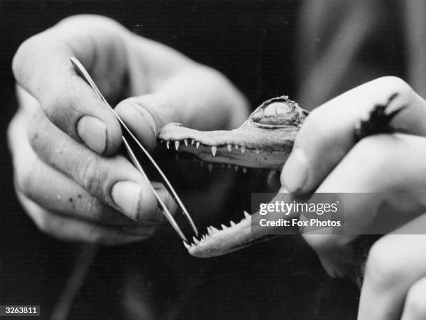 Young crocodile receiving some dental attention on its baby teeth from a keeper armed with tweezers.