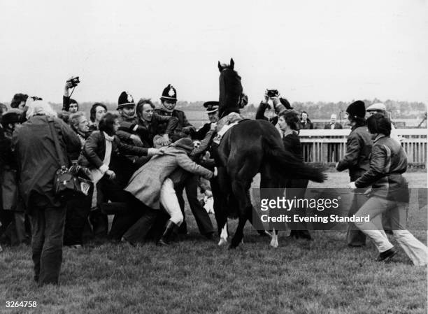 Stable lads pull jockey Willie Carson off his horse during a riot at Newmarket; police officers join in the fray.
