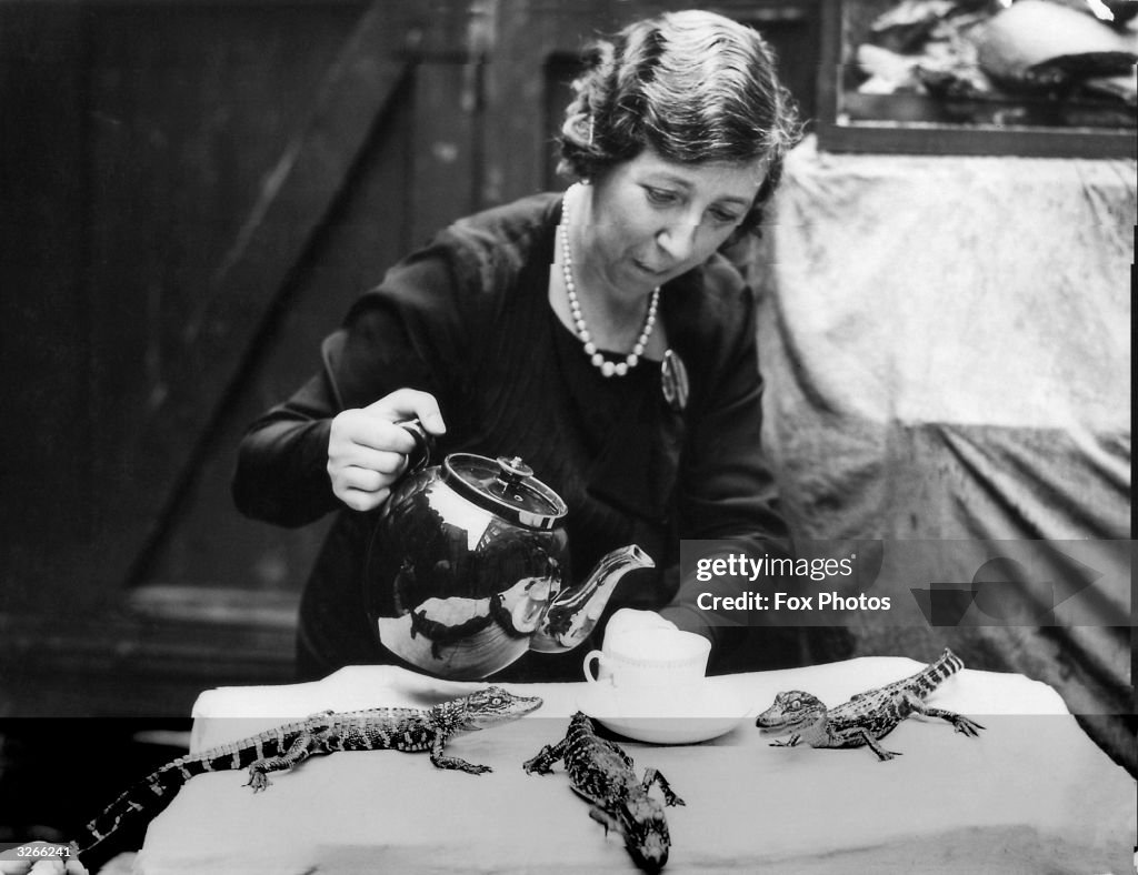 Alligators For Tea