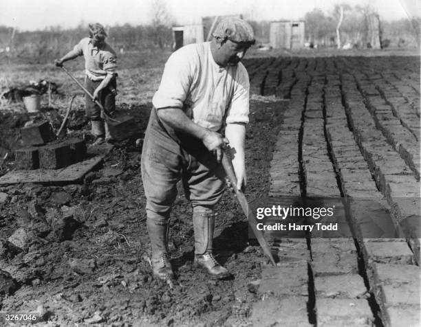 Workers in Somerset cut peat into small cubes after the drying process is complete.