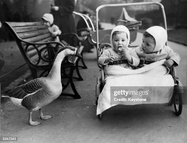 Goose in Ilford Park waits hopefully as the Burton twins Stephen and John share a biscuit.