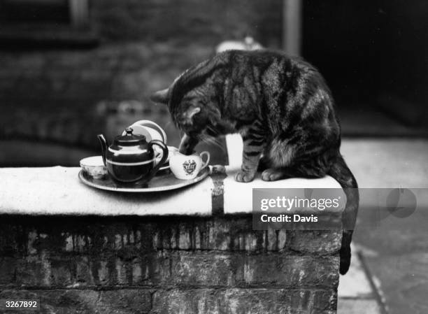 Paddy the cat with his paw in the milk jug from the tea tray.