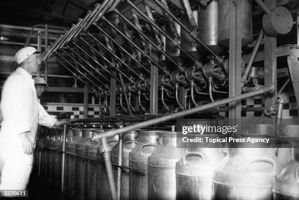 Employees of United Dairies Ltd operating modern equipment to fill milk churns, which pours 120 gallons of milk into a churn in one minute, at the...